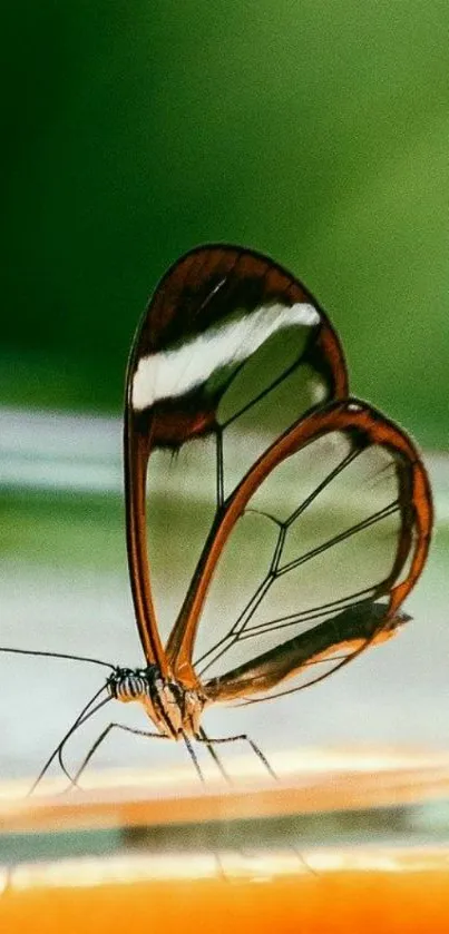 Transparent butterfly with delicate wings resting gracefully.