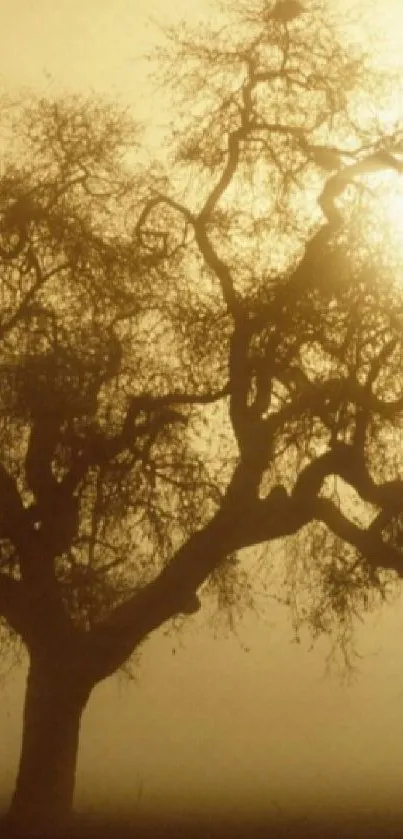 Silhouette of a tree surrounded by golden mist at sunrise, creating a serene scene.