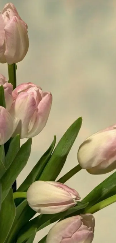 Elegant pastel pink tulips on a soft background, perfect for mobile wallpaper.