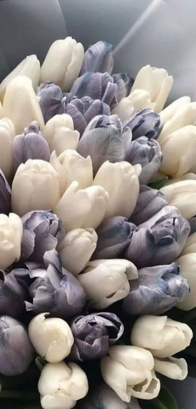 Elegant bouquet of lavender and white tulips.