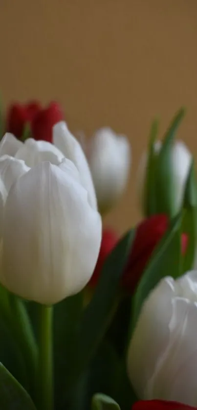 Close-up of white tulips with red blooms and green leaves in soft light.