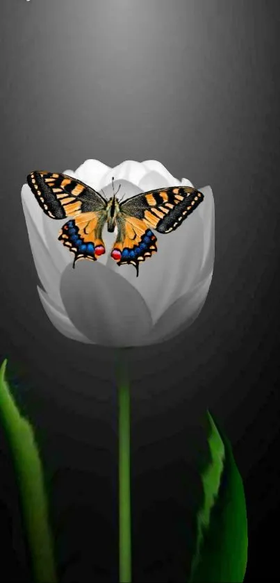 Butterfly on a white tulip against a black background wallpaper.