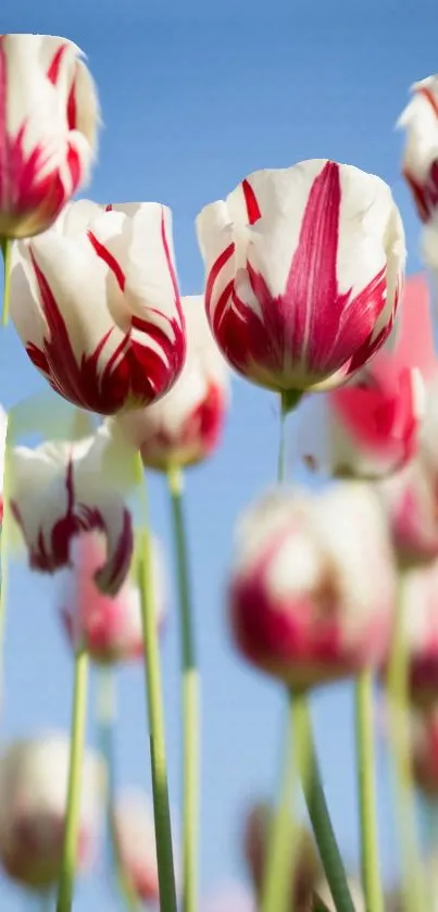 Red and white tulips against a bright blue sky.