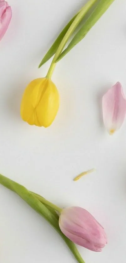 Pink and yellow tulips on a white background.