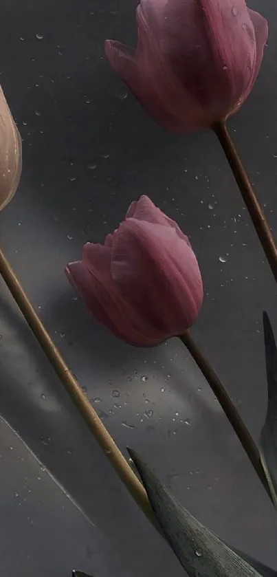 Elegant pink tulips on a gray background with raindrop accents.