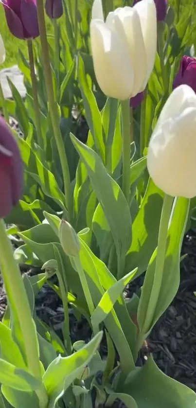 Vibrant purple and white tulips in garden.