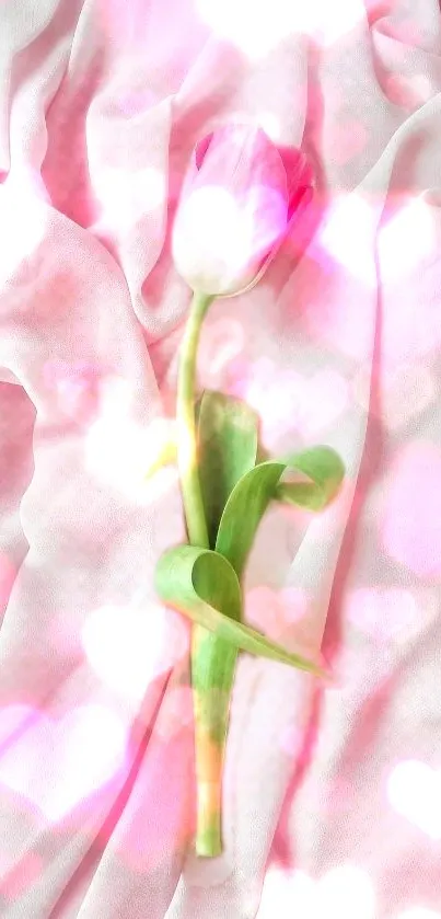 Single tulip on pink fabric with heart bokeh effect wallpaper.