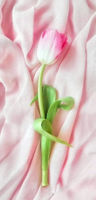 A pink tulip on soft pink fabric background.