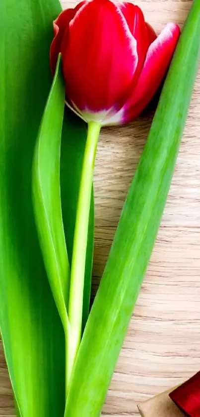 Red tulip with green leaves on a wooden background.