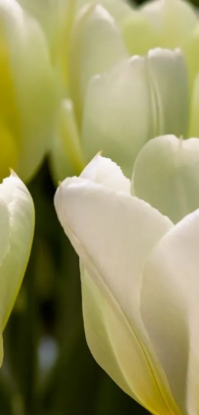 Close-up of white tulips with gentle, soft petals against a blurred background.