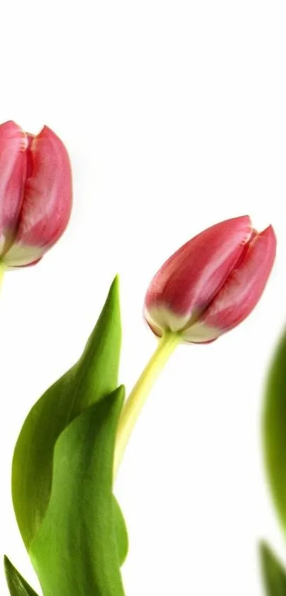 Vibrant red tulips with green leaves on a white background wallpaper.