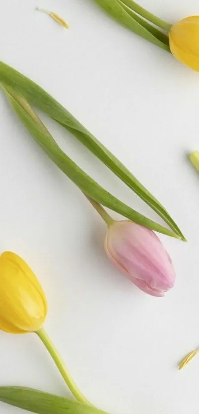 Elegant mobile wallpaper with pink and yellow tulips on white background.