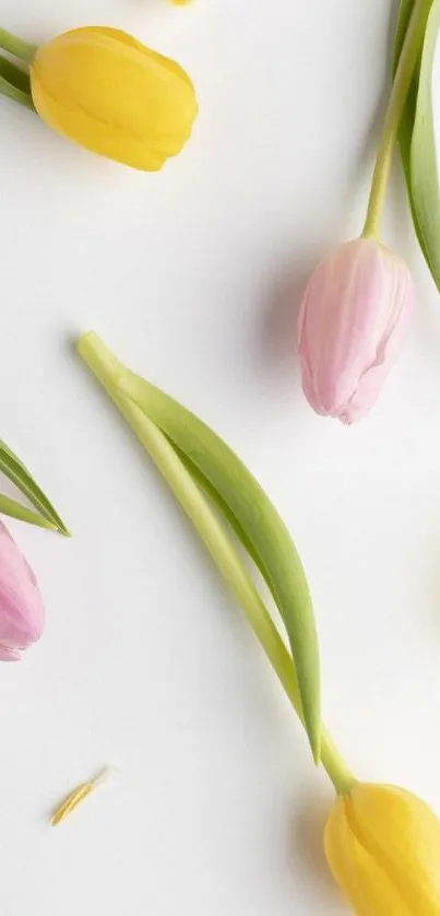 Elegant mobile wallpaper with pink and yellow tulips on a white background.