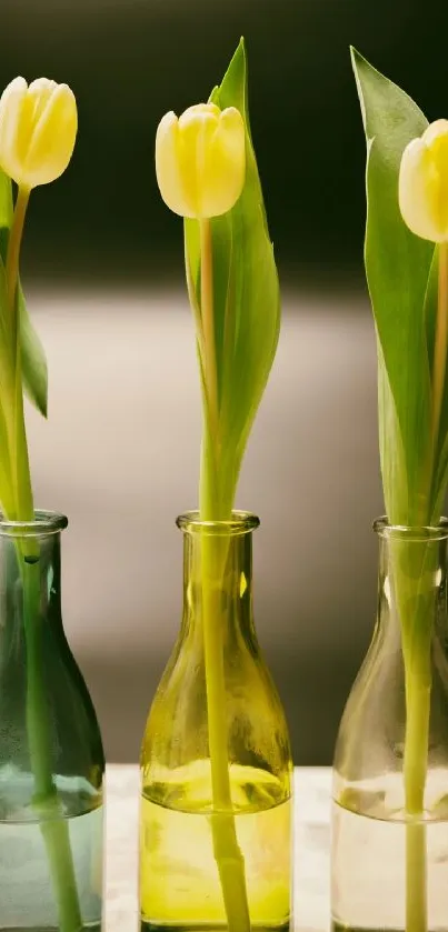 Three tulips in glass vases with green leaves on a soft light background.