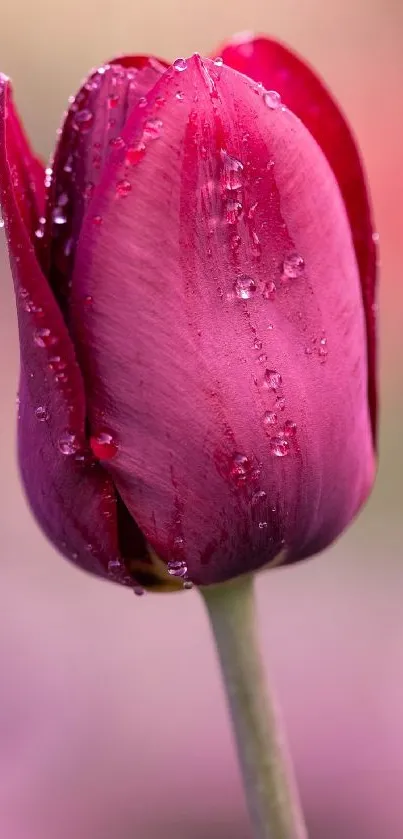 Close-up of a pink tulip with water droplets.