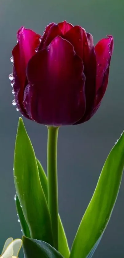 Deep red tulip with dew against a blurred green background.