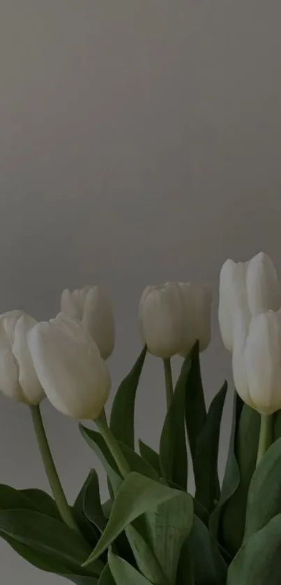 Elegant white tulips with green leaves against a gray background.