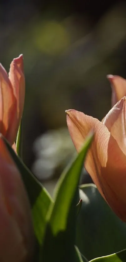 Orange tulips in sunlight mobile wallpaper.
