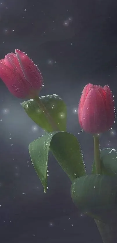 Two pink tulips with dewdrops on a dark background, elegant mobile wallpaper.