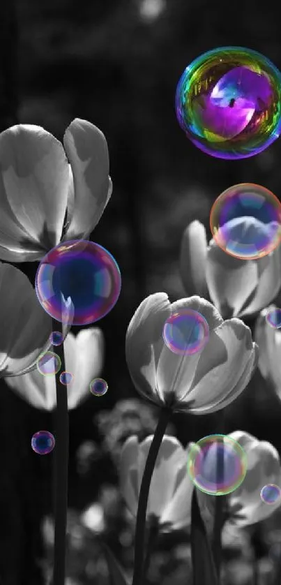 White tulips with colorful bubble on black background.