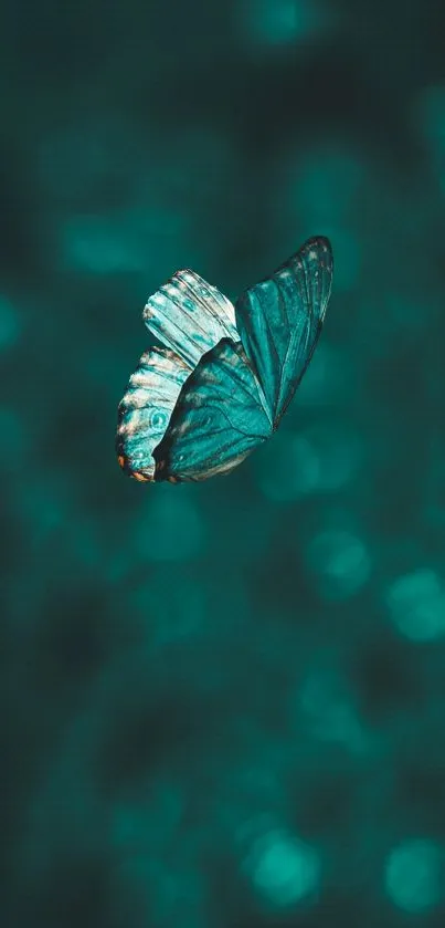 Elegant turquoise butterfly against a soft bokeh background.