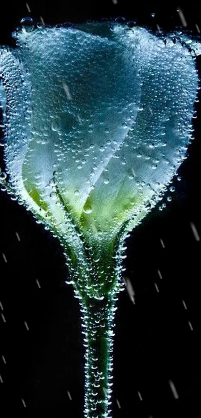 Underwater white rose with delicate bubbles on a black background.