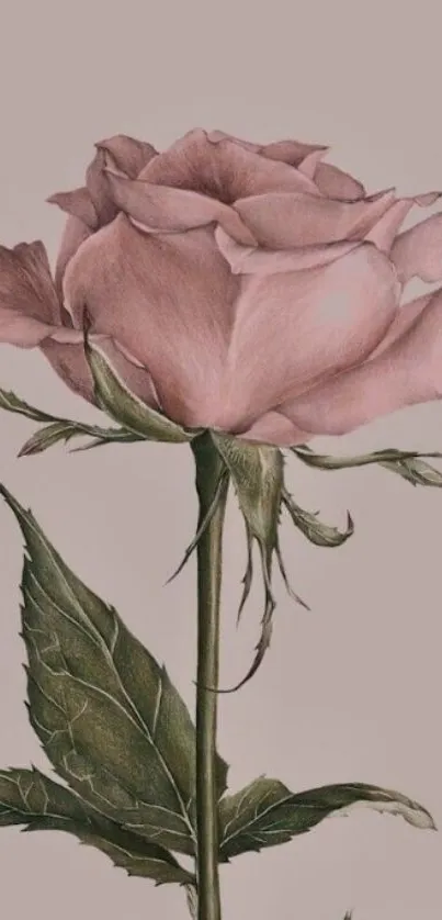 Elegant pale pink vintage rose with green leaves on a phone wallpaper.