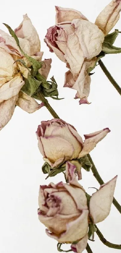 Vintage roses with beige petals against a white background.