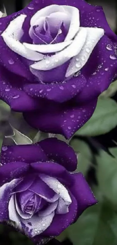 Violet and white roses with dewdrops on vivid green leaves.