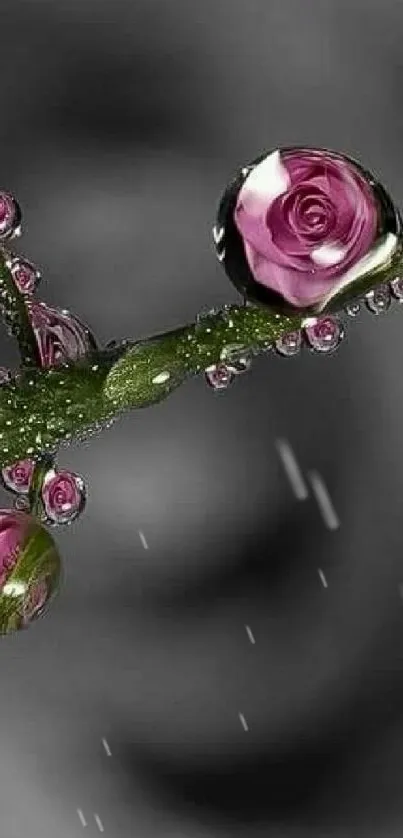 Rose reflected in water droplets on a green stem with gray blurred background.