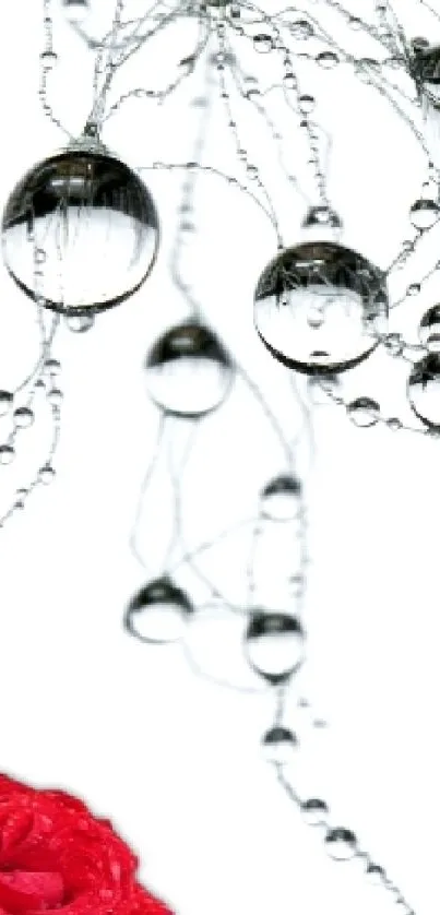 Mobile wallpaper with water droplets and a red rose on a white background.