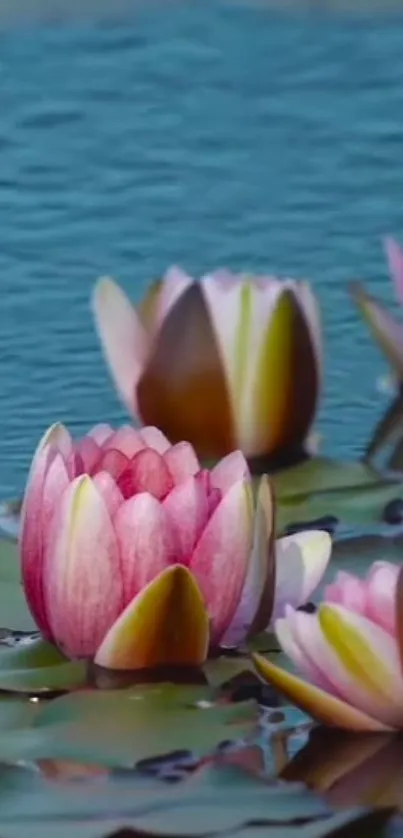 Pink water lilies on tranquil blue pond wallpaper.