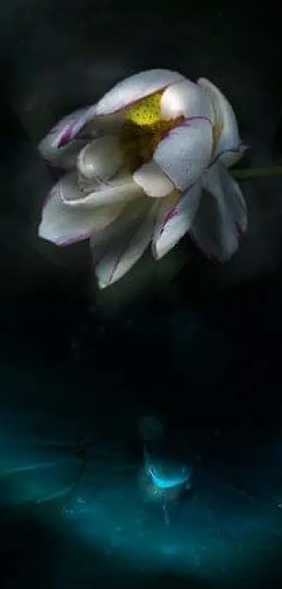 Elegant water lily with deep blue background.