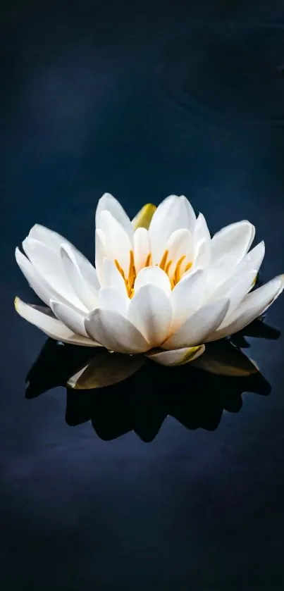 Serene water lily floating on dark water.