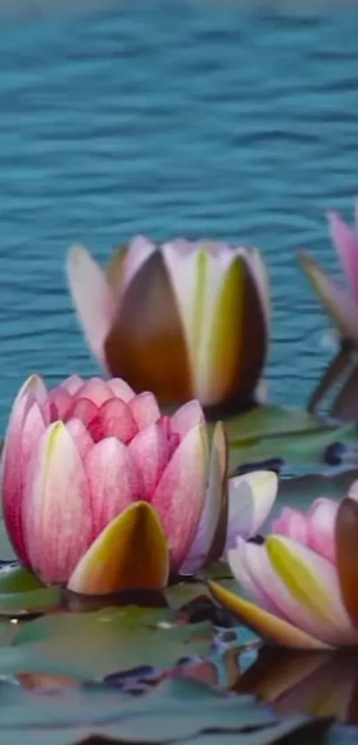 Pink water lilies bloom on calm blue waters.