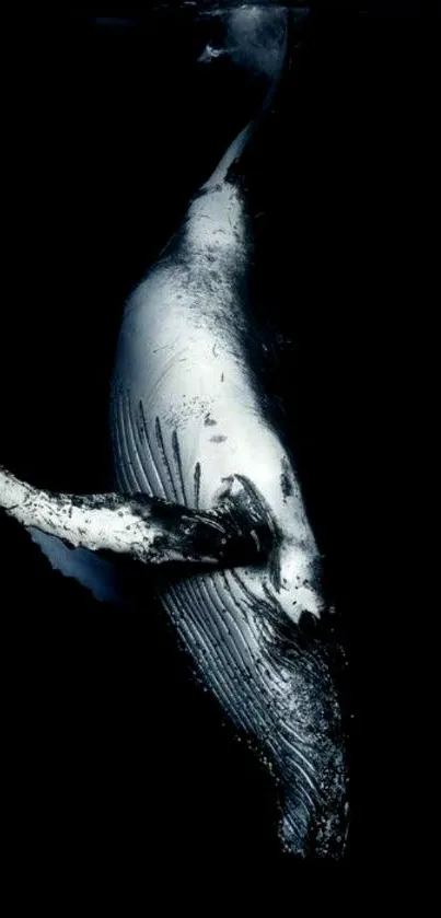 Elegant whale swimming gracefully in dark ocean waters.