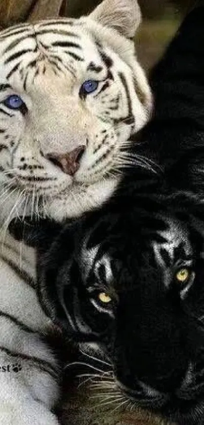 White and black tigers lying together, showcasing elegance and contrast.