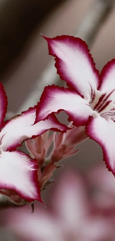 White flowers with pink edges on a muted background.