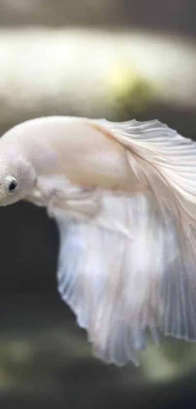 Elegant white Betta fish with flowing fins on a mobile wallpaper background.