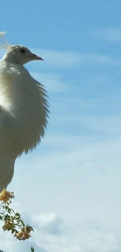 Elegant white bird against a serene blue sky.