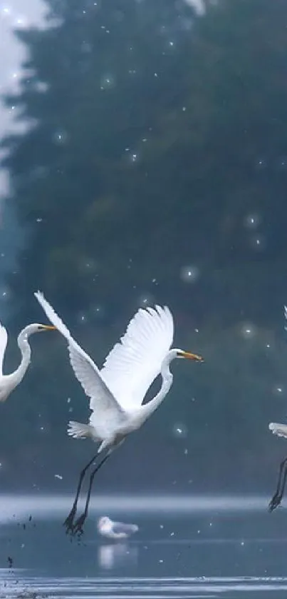 Three white birds gracefully flying over a calm blue lake.