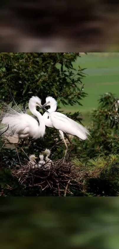 Two white birds nest amid lush green foliage.