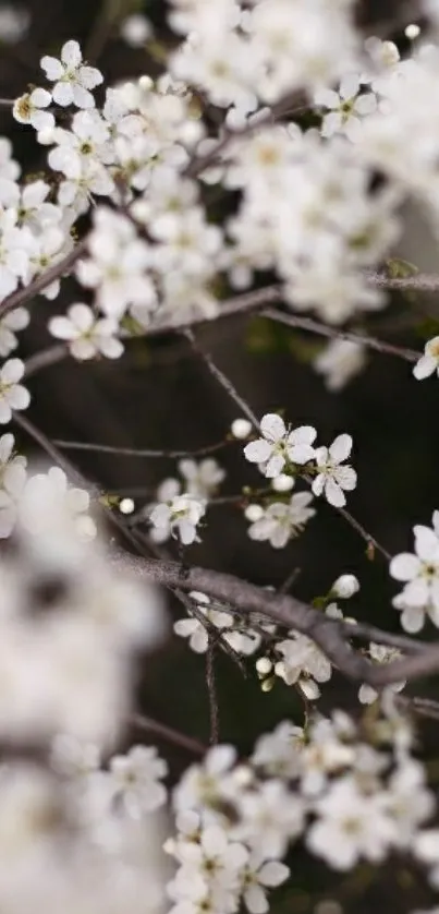 Mobile wallpaper featuring white blossoms on delicate branches.