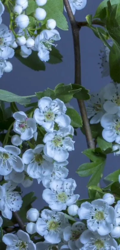 Close-up of white blossoms against a blue-gray background.