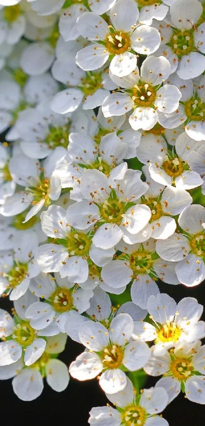 Close-up of delicate white blossoms with green centers on a mobile wallpaper.