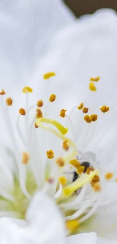 Close-up of a white blossom with yellow stamens.