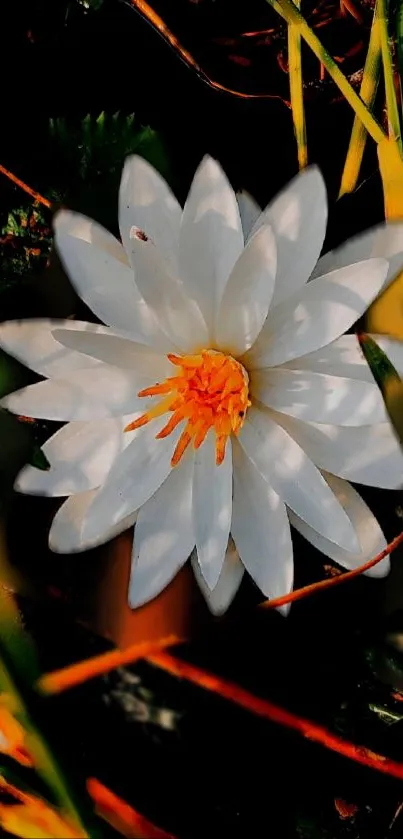 White lotus flower with a vibrant center in natural surroundings.