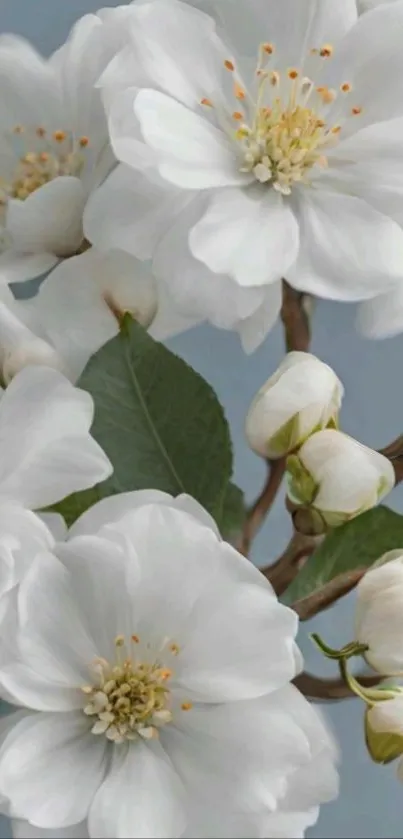 White blossoms with green leaves on a branch.