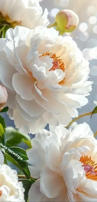 Elegant white flowers with green stems and a soft bokeh background.