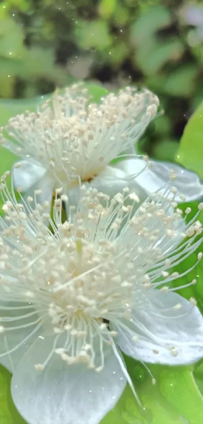 White blossoms with lush green leaves